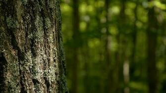 Fantastic HD Tree Bark Wallpaper HDwallsource