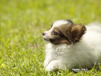 Puppy Looking Up Nice Screensavers Wallpaper Animals