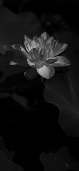 Petal White Lotus Black And Monochrome Wallpaper