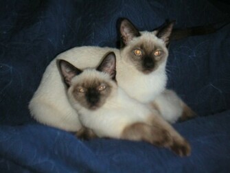 Beautiful Siamese Cats Wallpaper