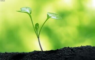 Plant Cute Wallpaper Windows Cool Walldiskpaper