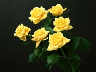 Yellow Rose Flowers Flower HD Wallpaper Image Pictures Tattoos