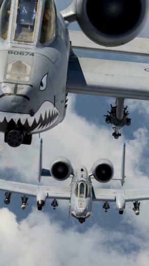 A Warthog Wallpaper HD Image