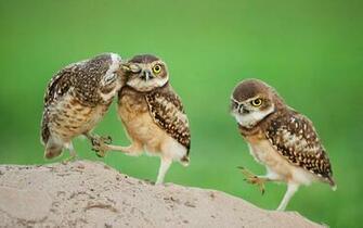 Owl Wallpaper