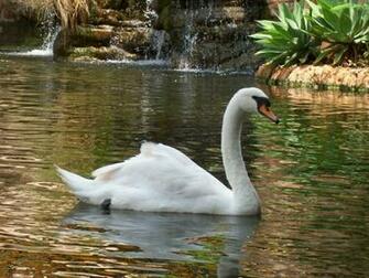 Swan In The Lake Wallpaper And Image Pictures Photos