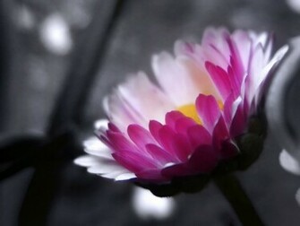 Pink And White Floral Wallpaper HD Base