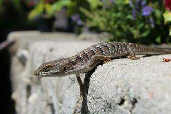 Alligator Lizard By Barbaro20