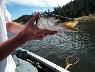 Tiger Muskie Should Be Handled With Extreme Care Due To Their Teeth