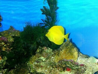 Tropical Fish Wallpaper