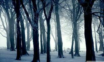 Cold Winter Day Forest Trees HD Wallpaper Stylish