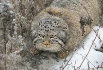 Wallpaper Manul Cat Winter Snow Desktop Animals