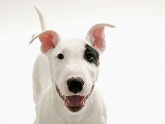 White Dog HD Wallpaper High Resolution WallartHD