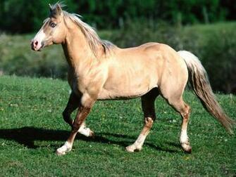 Palomino Horse Wallpaper Pictures Cool