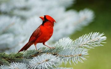Bird Wallpaper On