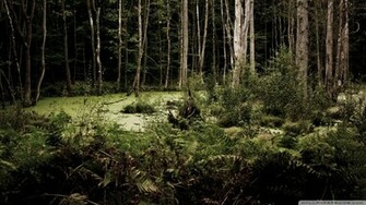 Swamp Forest Wallpaper