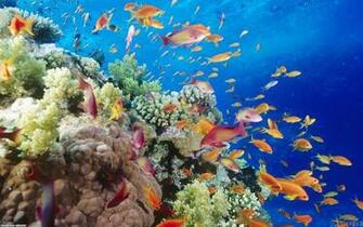 Tropical Fish Wallpaper Open Walls