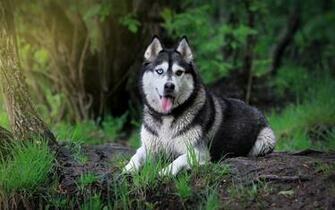 Siberian Husky Puppies Wallpaper HD