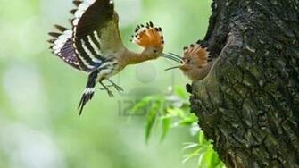 Wild Birds Feeding Wallpaper HD Desktopinhq