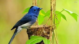 Blue Bird Wallpaper
