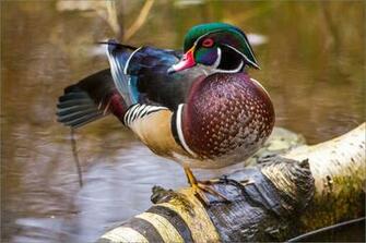 Wood Duck HD Wallpaper Background Image Id
