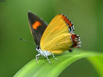 Butterfly Wallpaper Mjv Air