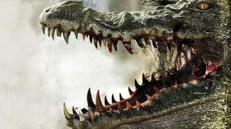 Wildlife Alligator New HD Wallpaper