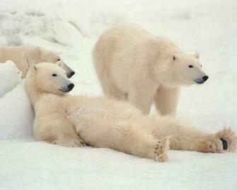 Polar Bears Snow Animals Wallpaper Cool HD Here