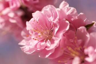 Sakura Flowers Wallpaper HD Topwallpaper