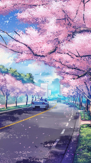 Cherry Blossoms Anime Scenery Wallpaper