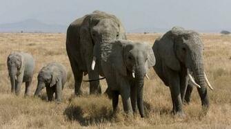 Elephant HD Wallpaper High Quality