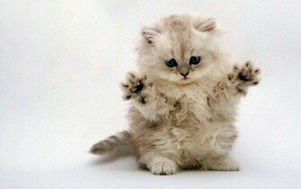Funny Kitten Cats Wallpaper
