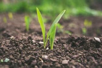 Agriculture Pictures Image