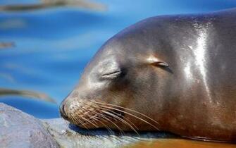 Seals Wallpaper Animal Literature