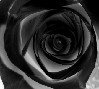 Black Rose Wallpaper HD For Walls Mobile Phone Widescreen