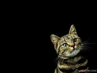Cat Pixel Size Octets Desktop HD Wallpaper