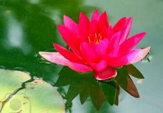 Lotus Flowers Wallpaper