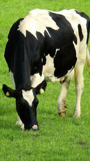 Holstein Cow Wallpaper iPhone Android Desktop Background