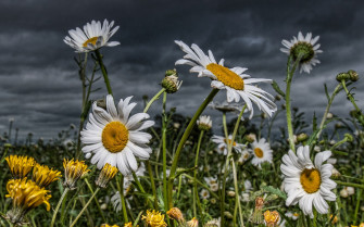 Field Of Daisies Wallpaper