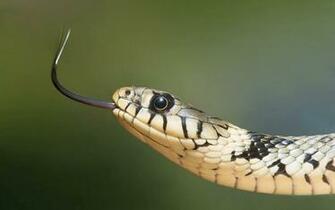 European Grass Snake HD Desktop Wallpaper Widescreen High