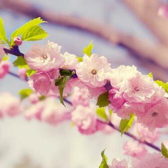 Peach Flowers Wallpaper HD Pictures One