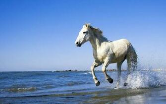 Running Horses Wallpaper