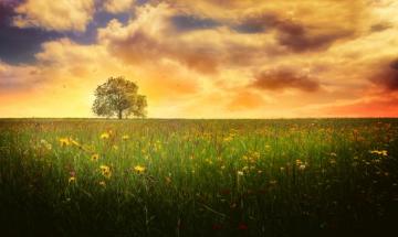 Lonely Tree 4k Ultra HD Wallpaper Background Image