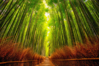 Bamboo Forest Japan Computer Wallpaper