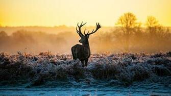 HD Deer In The Wild Wallpaper