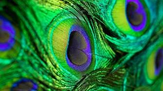 Peacock Feather Live Wallpaper Android Apps On Google Play