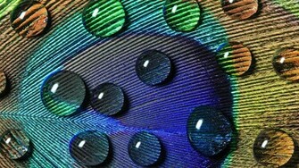 Wallpaper Peacock Feather Macro Drop Water Desktop