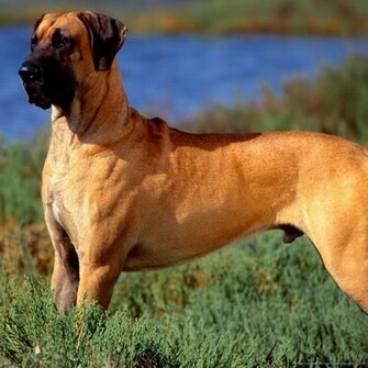 HD Wallpaper Great Dane X Kb Jpeg