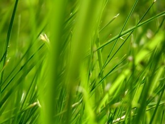 Green Grass Desktop Pc And Mac Wallpaper