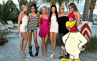 Foghorn Leghorn And His Ladies Hq Wallpaper