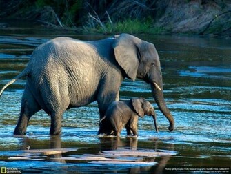 Mama Elephant Baby Wallpaper HD